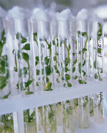 Vegetable production and harvesting farm in Omsk region