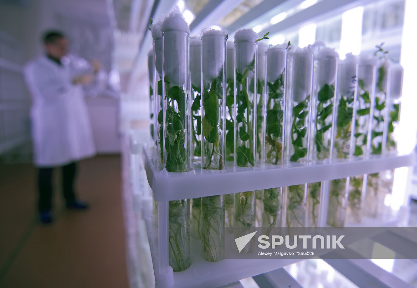 Vegetable production and harvesting farm in Omsk region