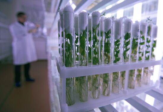 Vegetable production and harvesting farm in Omsk region