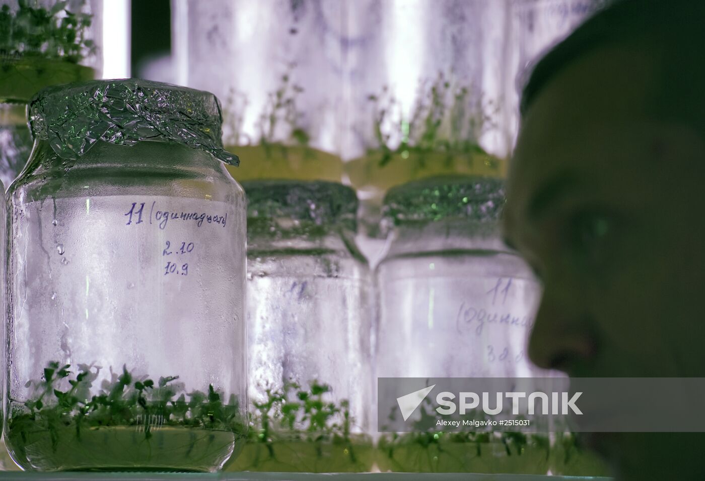 Vegetable production and harvesting farm in Omsk region
