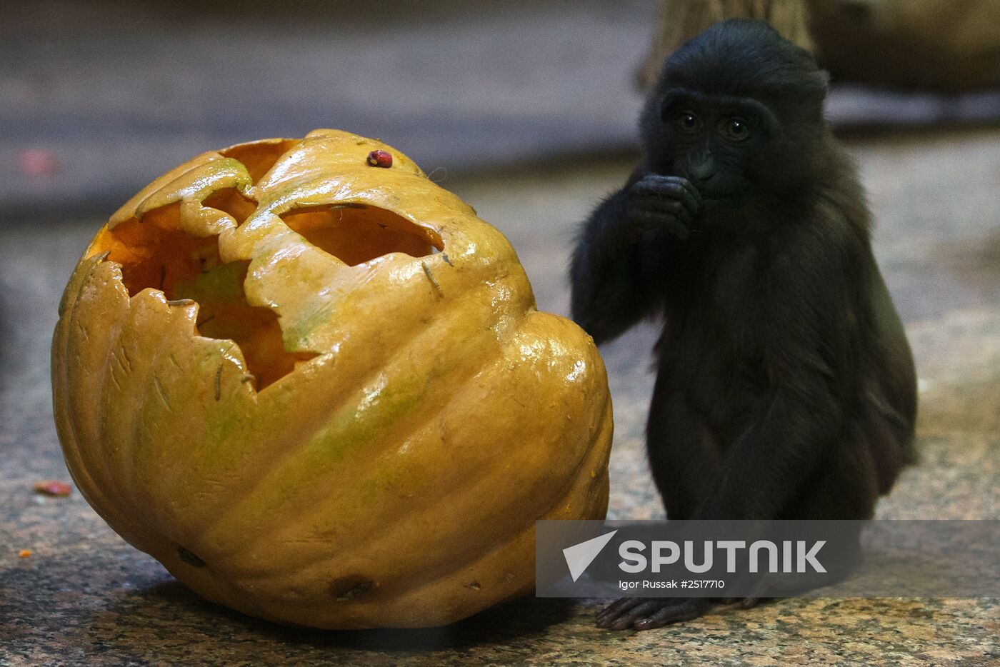 Halloween in Leningrad Zoo