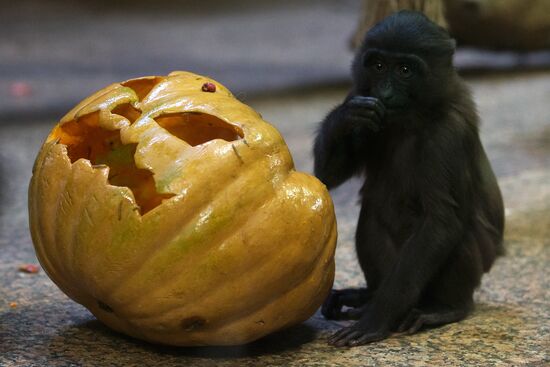 Halloween in Leningrad Zoo