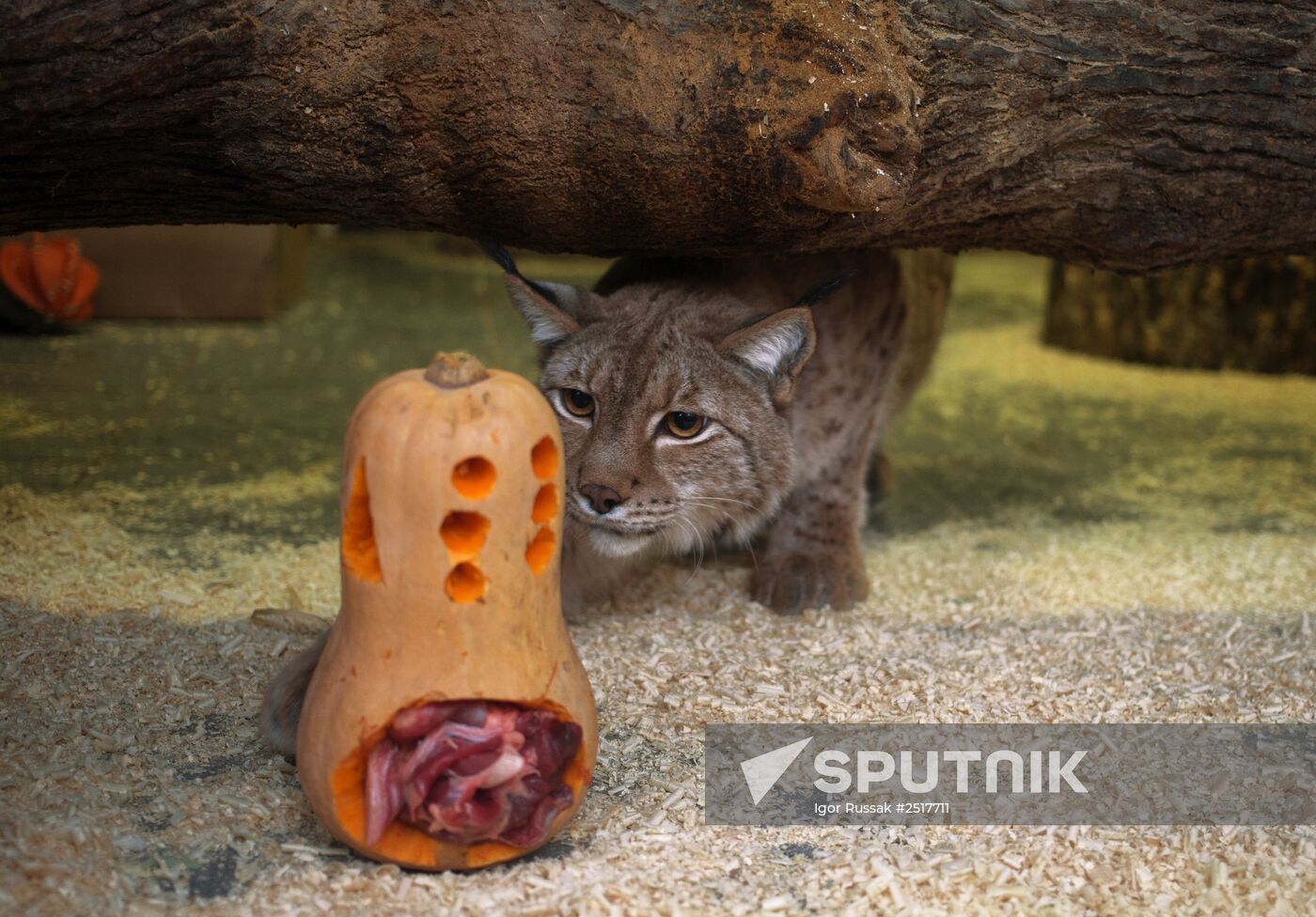 Halloween in Leningrad Zoo