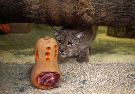 Halloween in Leningrad Zoo