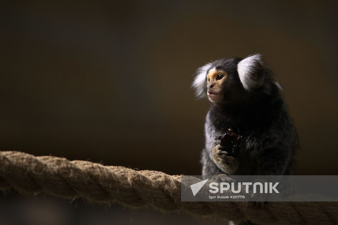 Halloween in Leningrad Zoo