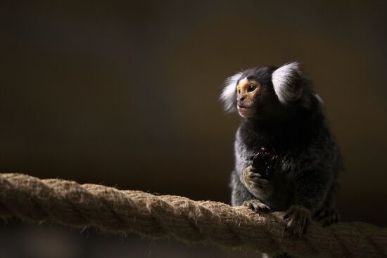 Halloween in Leningrad Zoo