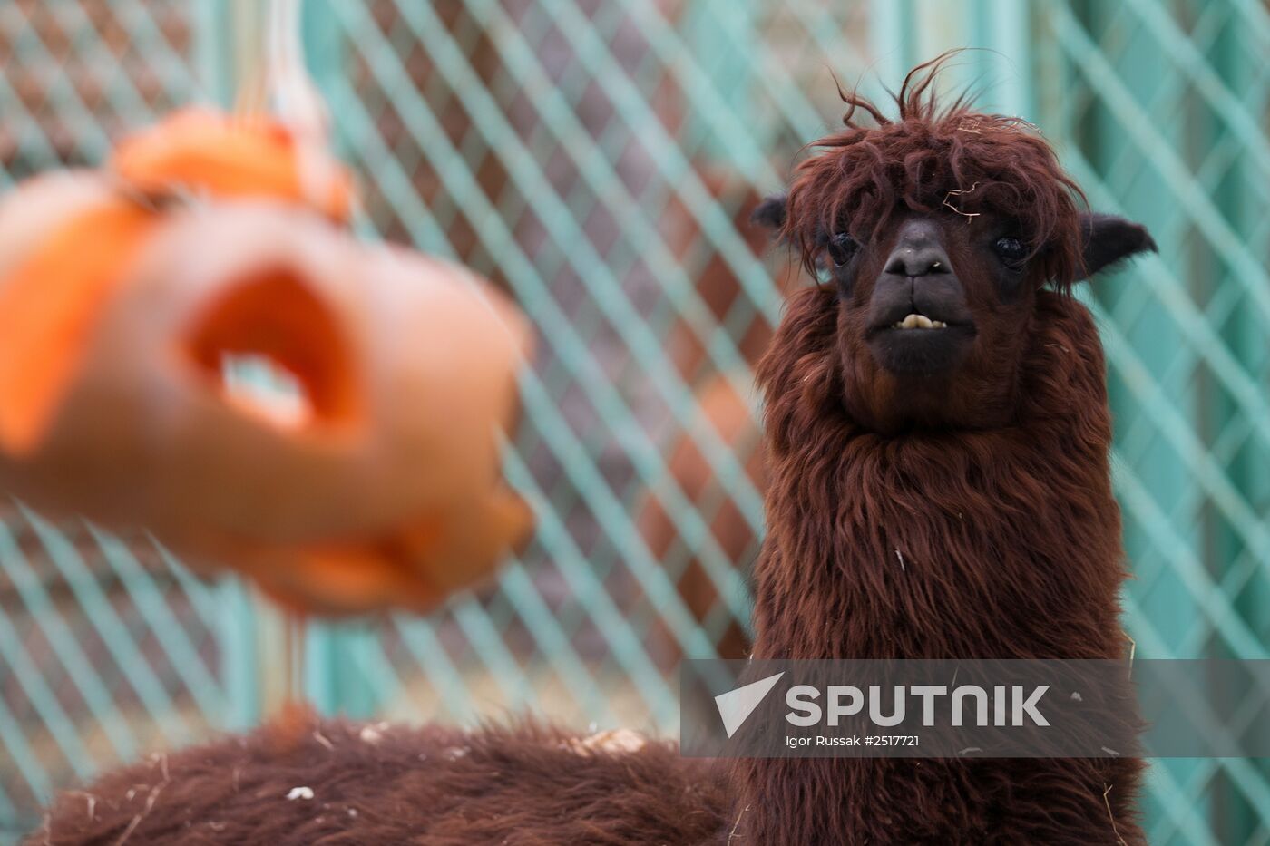 Halloween in Leningrad Zoo
