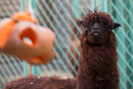 Halloween in Leningrad Zoo