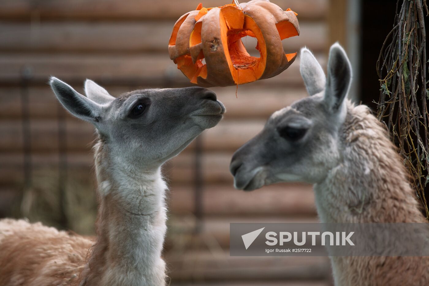 Halloween in Leningrad Zoo