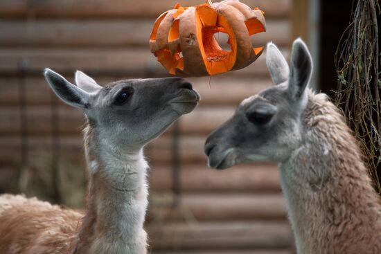 Halloween in Leningrad Zoo