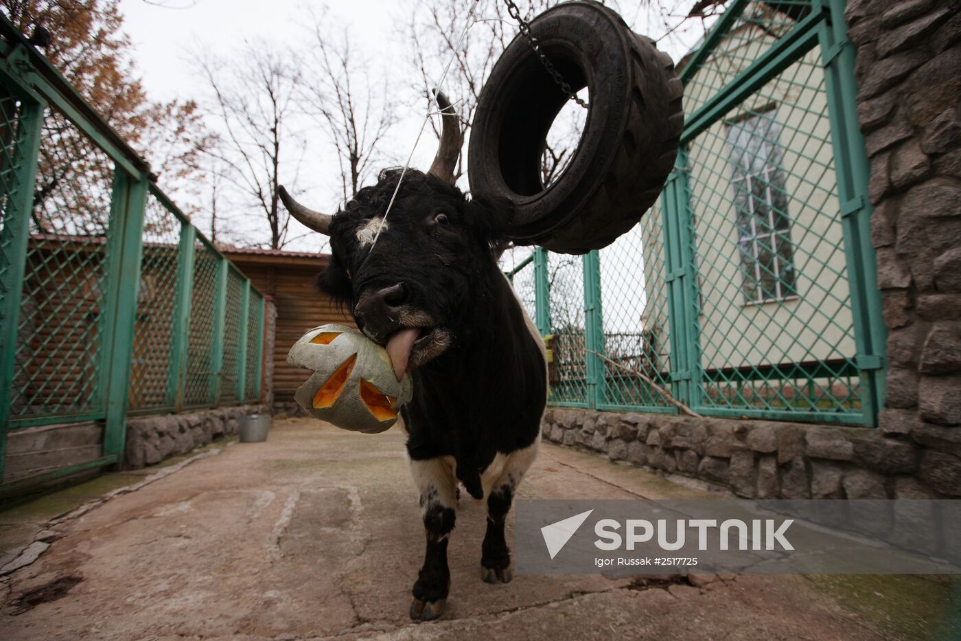 Halloween in Leningrad Zoo