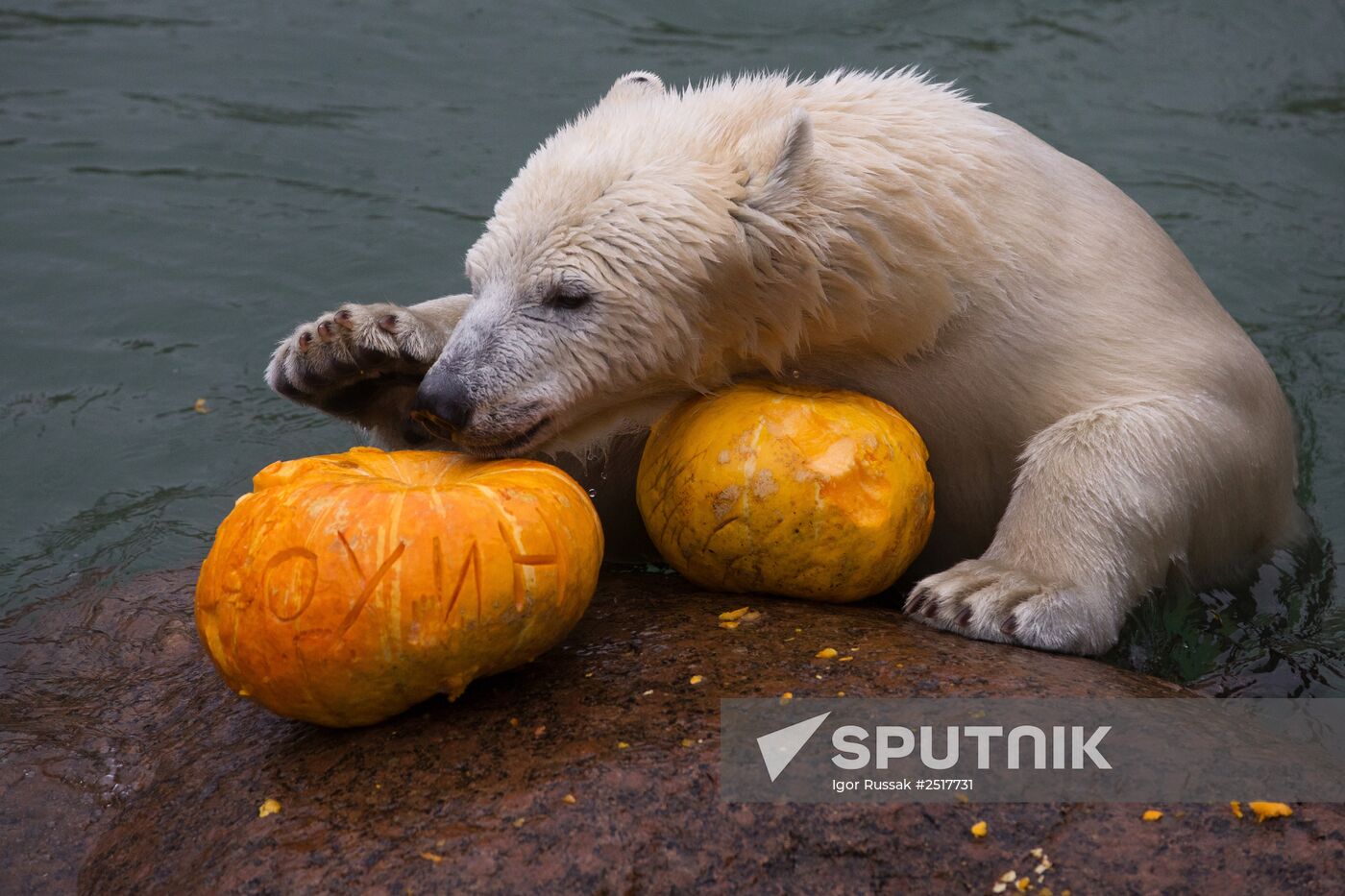 Halloween in Leningrad Zoo