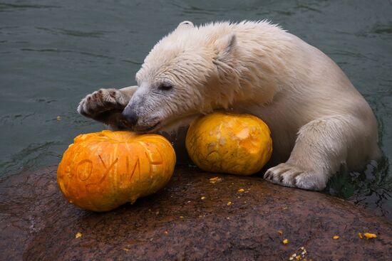 Halloween in Leningrad Zoo