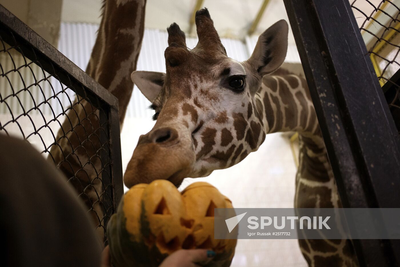 Halloween in Leningrad Zoo