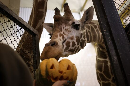 Halloween in Leningrad Zoo