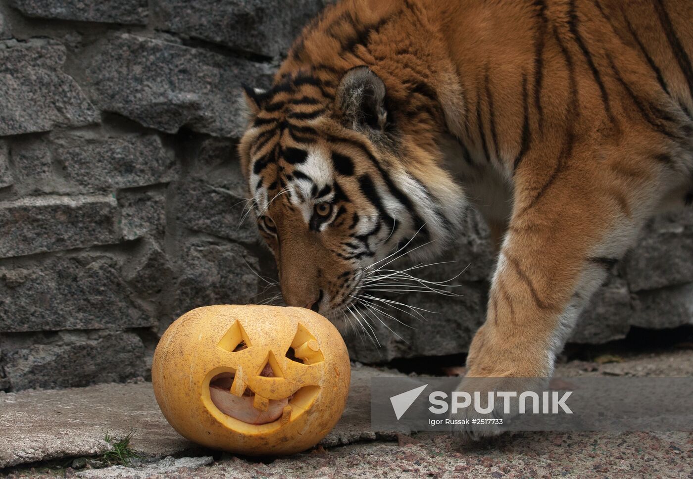 Halloween in Leningrad Zoo