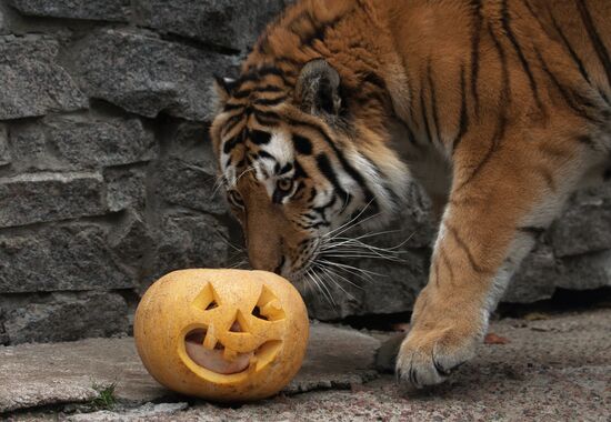 Halloween in Leningrad Zoo