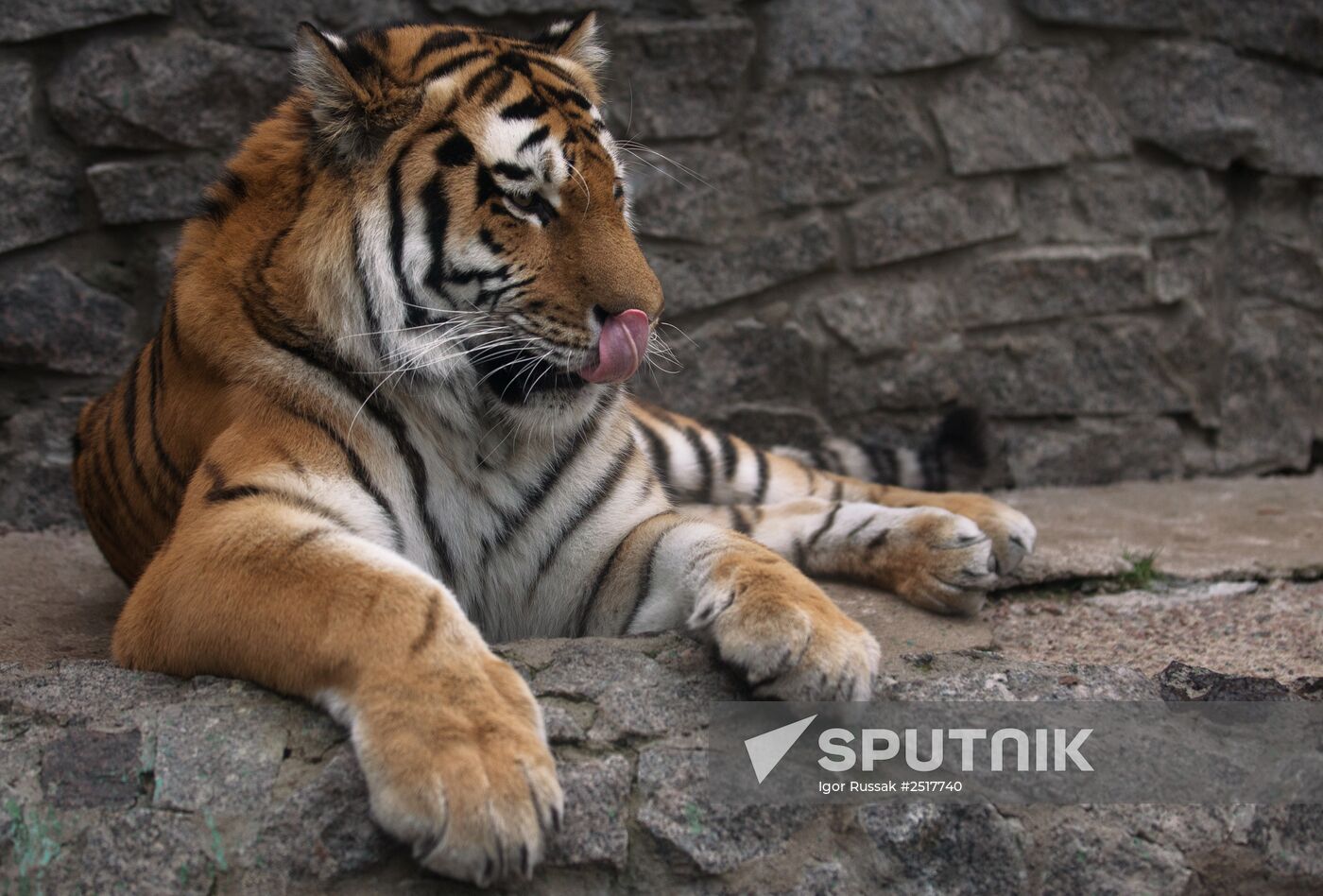 Halloween in Leningrad Zoo