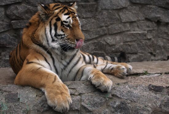 Halloween in Leningrad Zoo