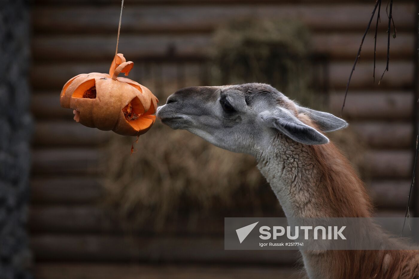 Halloween in Leningrad Zoo