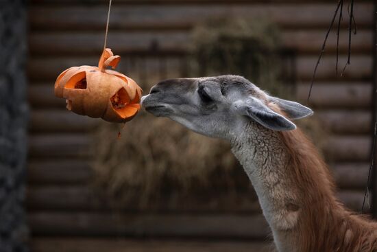 Halloween in Leningrad Zoo