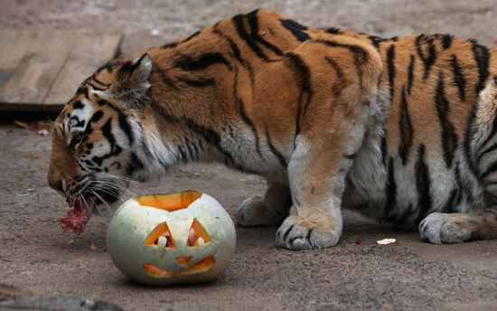 Halloween in Leningrad Zoo