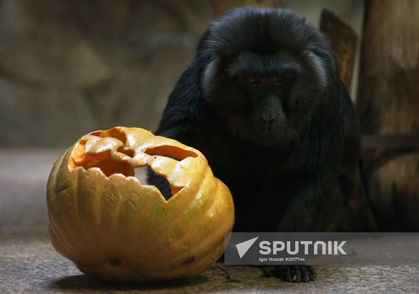 Halloween in Leningrad Zoo