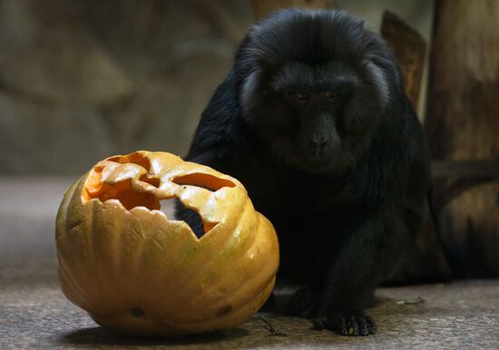 Halloween in Leningrad Zoo