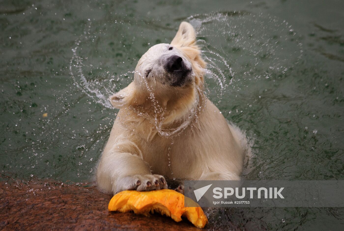 Halloween in Leningrad Zoo