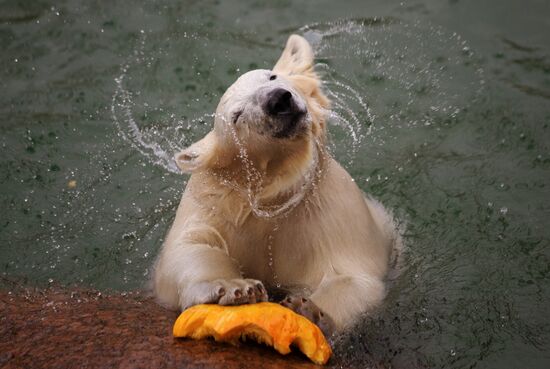 Halloween in Leningrad Zoo