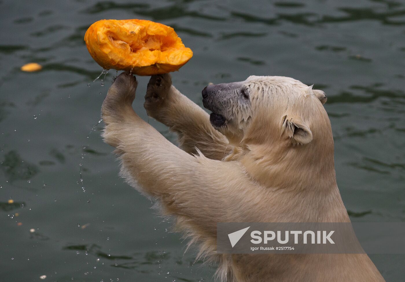 Halloween in Leningrad Zoo