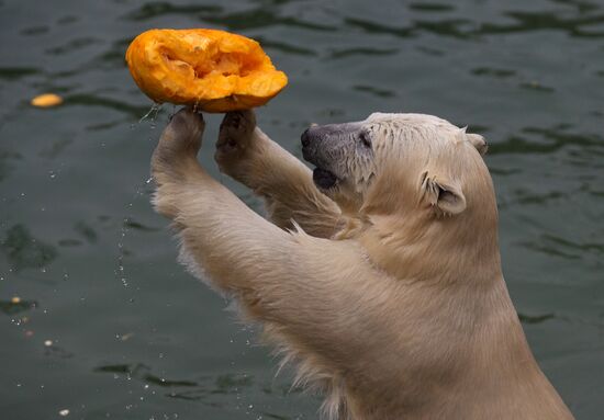 Halloween in Leningrad Zoo