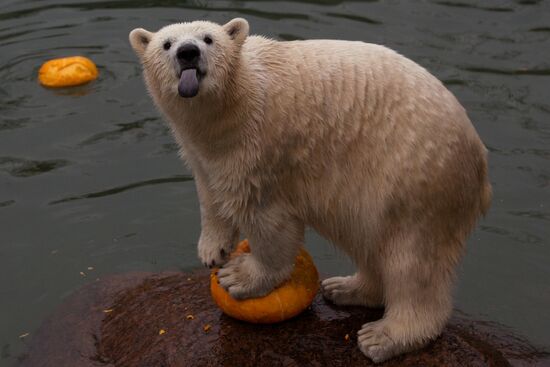 Halloween in Leningrad Zoo