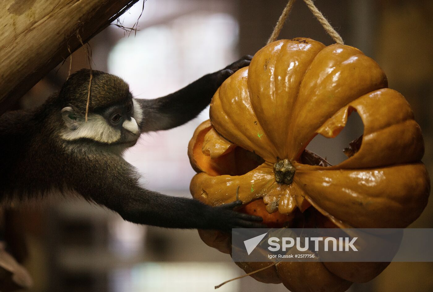 Halloween in Leningrad Zoo