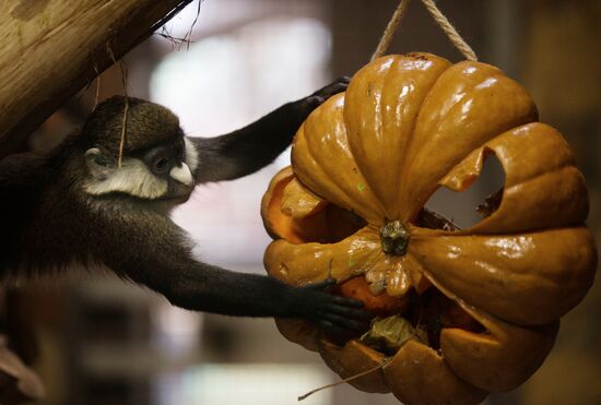 Halloween in Leningrad Zoo