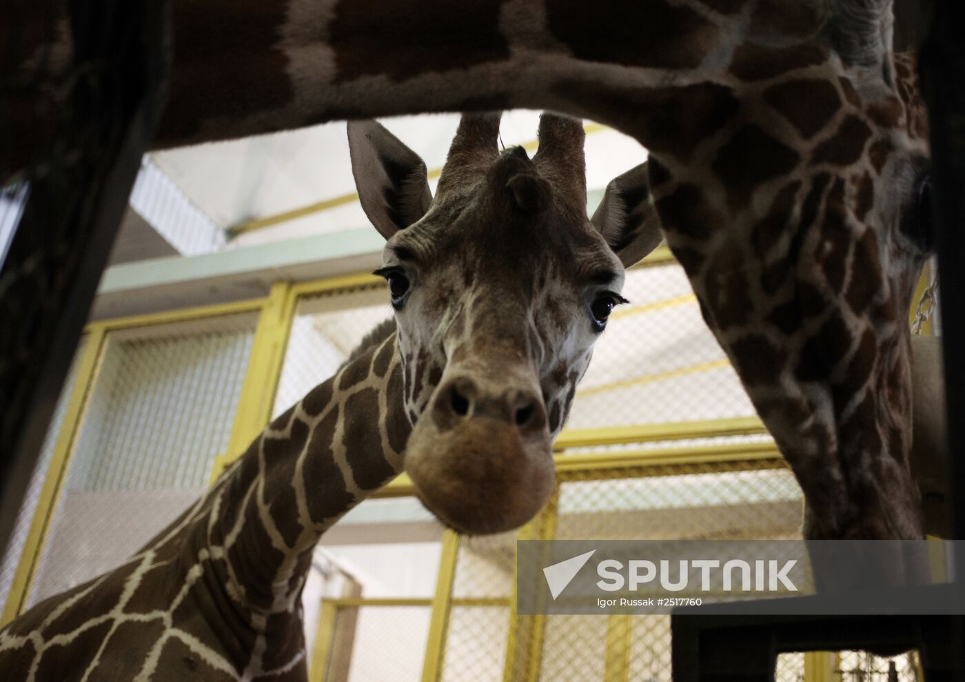 Halloween in Leningrad Zoo