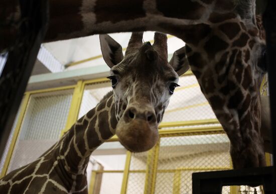 Halloween in Leningrad Zoo
