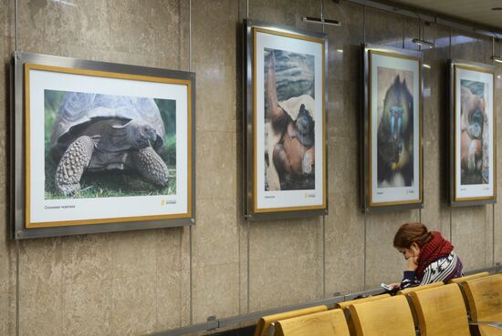 Photo exhibition "150th Anniversary of Moscow Zoo" opens at Metro Gallery