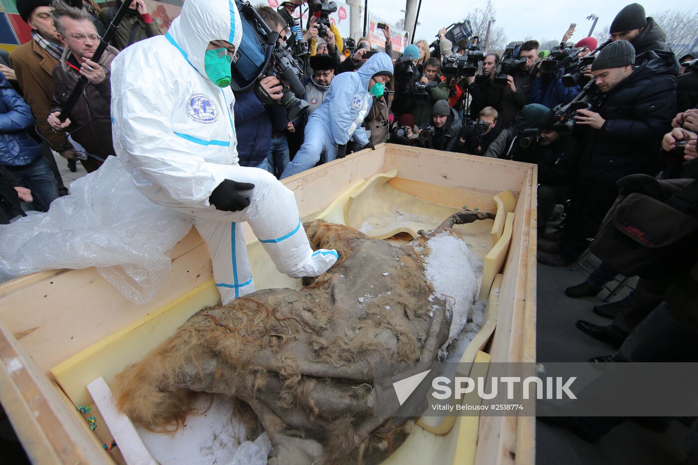 Famous Yakutian baby mammoth delivered to Central Artist House