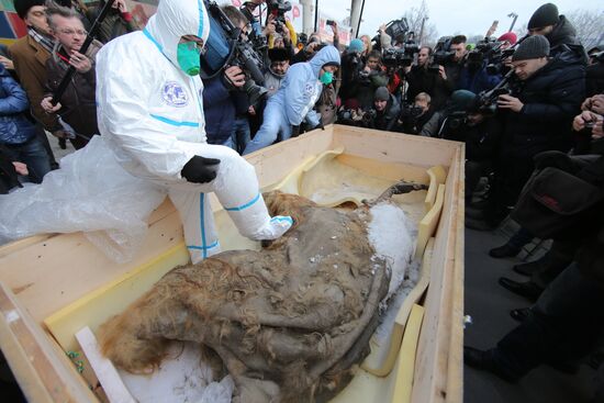Famous Yakutian baby mammoth delivered to Central Artist House
