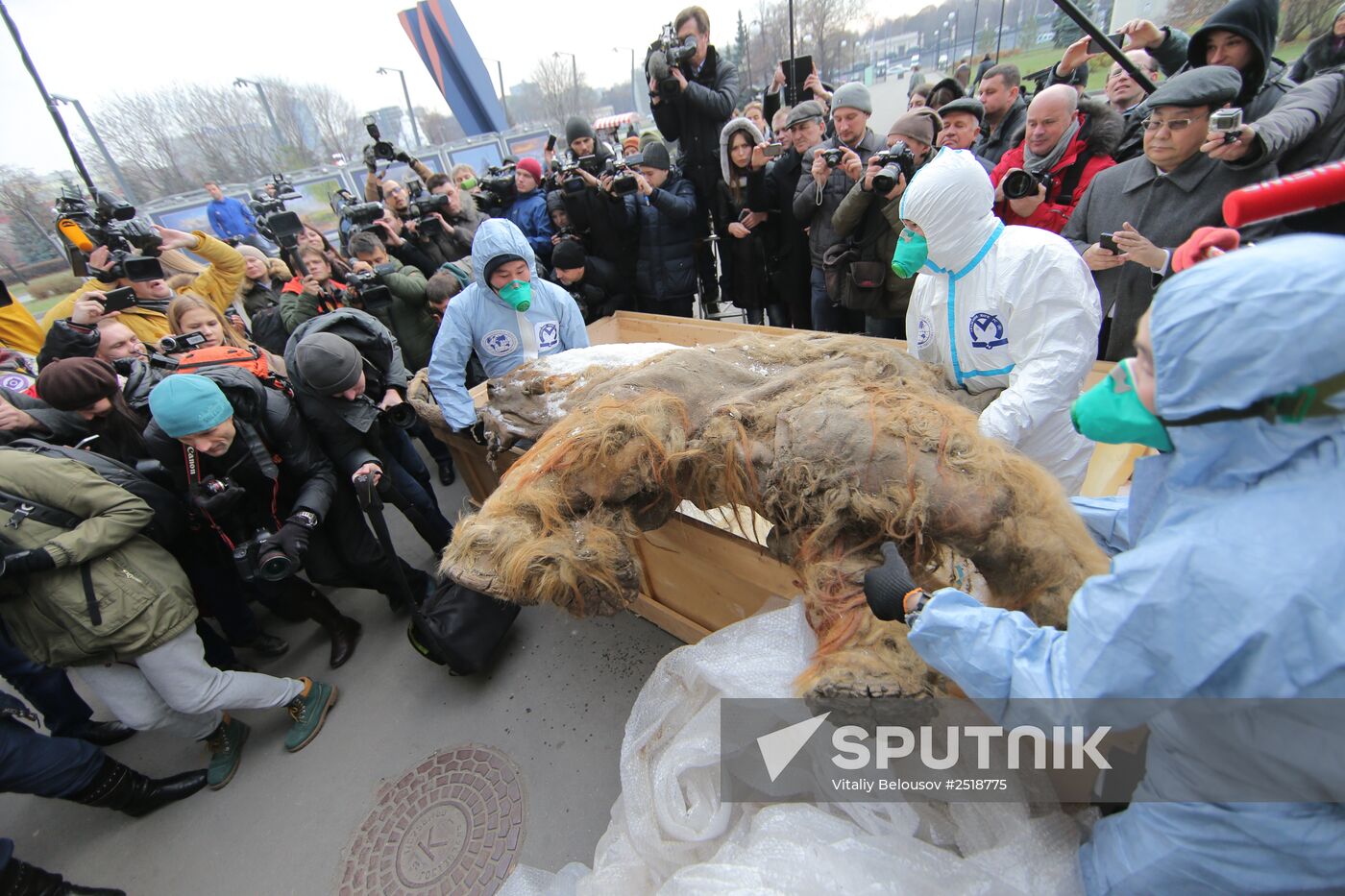 Famous Yakutian baby mammoth delivered to Central Artist House
