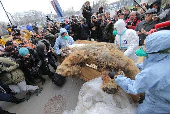 Famous Yakutian baby mammoth delivered to Central Artist House
