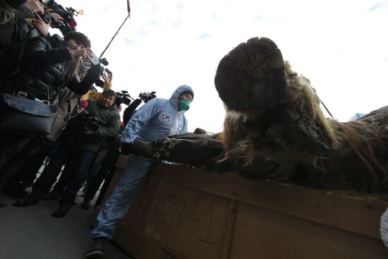 Famous Yakutian baby mammoth delivered to Central Artist House