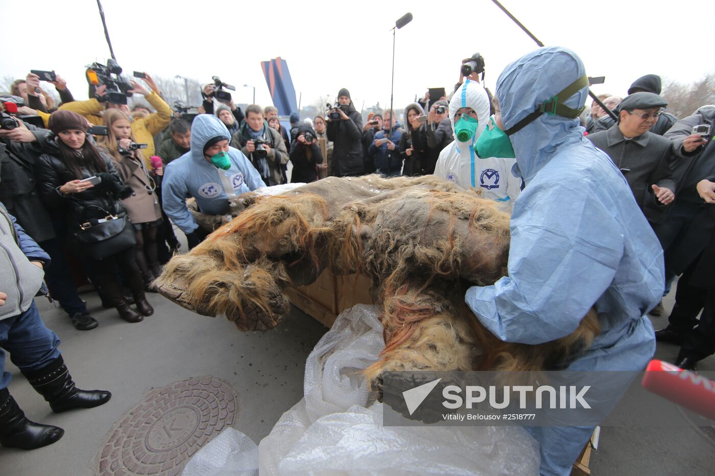 Famous Yakutian baby mammoth delivered to Central Artist House