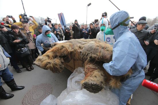 Famous Yakutian baby mammoth delivered to Central Artist House