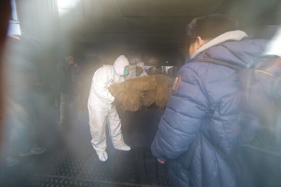 Famous Yakutian baby mammoth delivered to Central Artist House