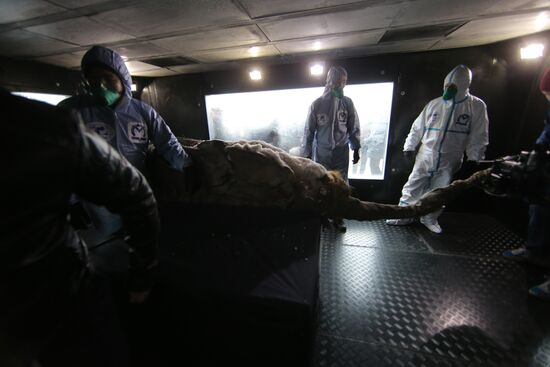 Famous Yakutian baby mammoth delivered to Central Artist House