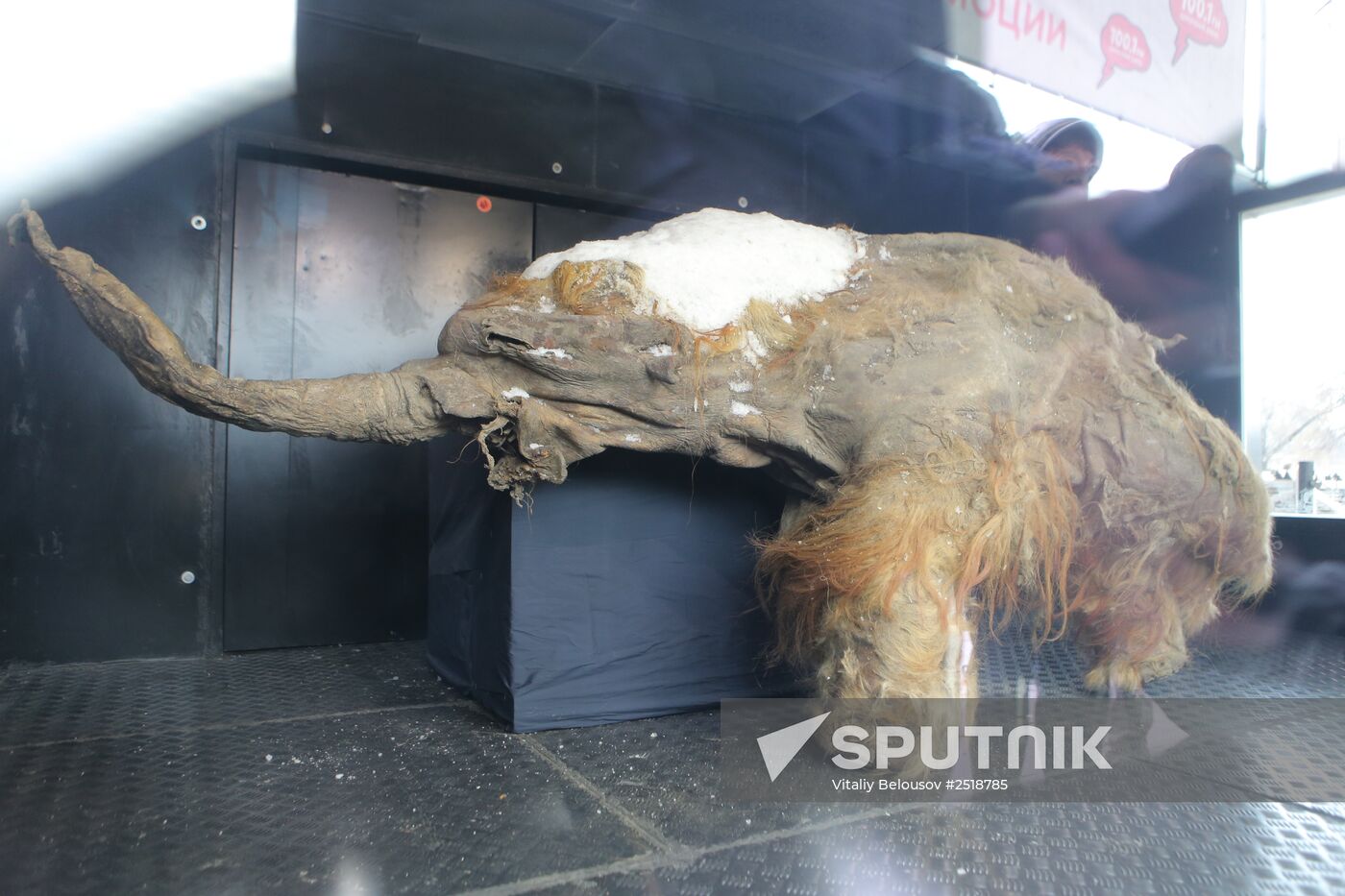 Famous Yakutian baby mammoth delivered to Central Artist House