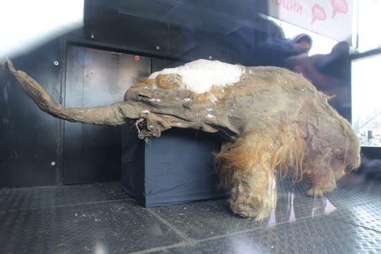 Famous Yakutian baby mammoth delivered to Central Artist House