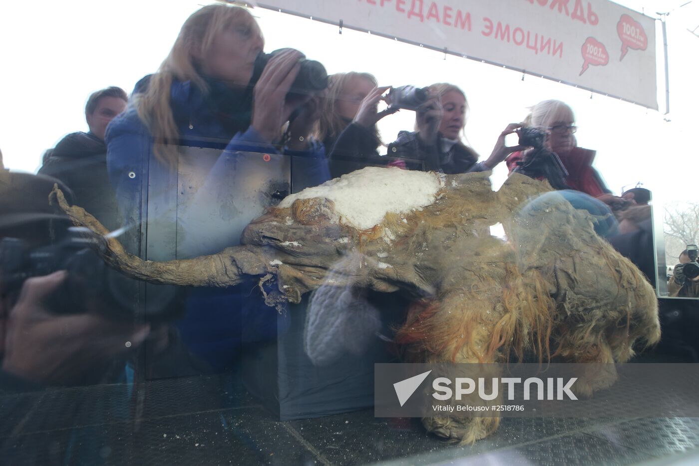 Famous Yakutian baby mammoth delivered to Central Artist House